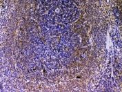 IHC testing of FFPE rat spleen tissue with VEGFB antibody at 1ug/ml. Required HIER: steam section in pH6 citrate buffer for 20 min and allow to cool prior to testing.