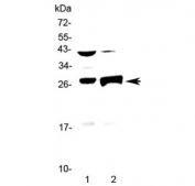 Granzyme B Antibody Mouse Thymus and Liver WB. Western blot analysis of mouse thymus and liver tissue lysates using Granzyme B Antibody at 0.5 ug/ml. An HRP-conjugated secondary antibody with ECL substrate was used for detection. Granzyme B Antibody, a Cytotoxic Lymphocyte Marker Antibody, detects bands within the expected 29-37 kDa molecular weight range, consistent with precursor and proteolytically processed forms of granzyme B. The higher molecular weight band likely represents the inactive proenzyme, while the lower band corresponds to the mature active enzyme.