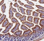 SDHB Antibody Mouse Small Intestine IHC. IHC staining of FFPE mouse small intestine tissue was performed with SDHB Antibody at 2 ug/ml overnight at 4oC. Heat-induced epitope retrieval was performed in pH 8.0 EDTA buffer, followed by HRP-conjugated secondary antibody and DAB detection. Positive SDHB staining is observed prominently in the intestinal epithelium with a predominantly cytoplasmic pattern. This SDHB Antibody demonstrates localization of the Complex II iron-sulfur subunit in mouse small intestine tissue.