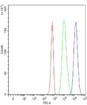 CD2AP Antibody / Cytoskeletal Adapter Protein Antibody Human K562 Flow Cytometry. Flow cytometric analysis of fixed and permeabilized human K562 cells using CD2AP Antibody / Cytoskeletal Adapter Protein Antibody at 1 ug/10^6 cells. Cells were blocked with goat serum prior to staining. Red: unstained cells. Green: isotype control. Blue: CD2AP antibody. The distinct rightward shift of the CD2AP antibody signal relative to the isotype control demonstrates specific intracellular detection of CD2AP in K562 cells.