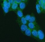 P2RY5 Antibody HepG2 Cell IF. Immunofluorescent staining of HepG2 cells using P2RY5 Antibody. Cells underwent enzyme-mediated antigen retrieval for 15 minutes before incubation with the primary antibody at 5 ug/mL overnight at 4Â°C. A Fluoro488-conjugated goat anti-rabbit secondary antibody was used for detection, and nuclei were counterstained with DAPI (blue). Green fluorescence is predominantly localized to the cell membrane and cytoplasm, consistent with the expected distribution of the membrane-associated LPAR6/P2RY5 receptor. These results demonstrate that P2RY5 Antibody, a Lysophosphatidic Acid Receptor Antibody, specifically detects endogenous receptor expression in cultured human cells.
