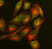 Immunofluorescent staining of FFPE human A549 cells with GLO1 antibody (green) and Alpha Tubulin mAb (red). HIER: steam section in pH6 citrate buffer for 20 min.
