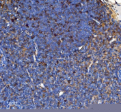 Immunohistochemical staining of FFPE rat lymph node tissue with CD80 antibody, HRP-secondary and DAB substrate. HIER: boil tissue sections in pH8 EDTA for 20 min and allow to cool before testing.