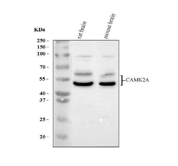 CAMK2A Antibody Rat and Mouse Brain WB. Western blot testing of 1) rat brain and 2) mouse brain tissue lysates with CAMK2A antibody at 0.5 ug/ml. Immunoreactive bands are detected at approximately 54 and 60 kDa, consistent with the expected molecular weight of CAMK2A and its phosphorylated or post-translationally modified forms. The results demonstrate specific detection of Calcium/Calmodulin Dependent Protein Kinase II Alpha (CAMK2A), a serine/threonine kinase that regulates synaptic plasticity, learning, memory, and neuronal signal transduction in the central nervous system.