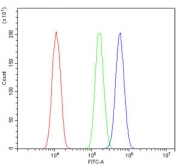 Flow cytometry testing of human A431 cells with HNRNPA2B1 antibody at 1ug/million cells (blocked with goat sera); Red=cells alone, Green=isotype control, Blue= HNRNPA2B1 antibody.