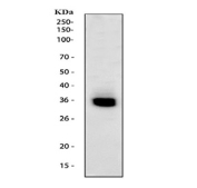 Western blot testing of human HepG2 cell lysate wtih HLF antibody at 0.5ug/ml. Predicted molecular weight ~33 kDa.