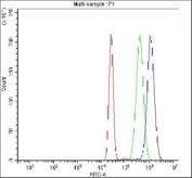 Flow cytometry testing of fixed and permeabilized human K562 cells with JUND antibody at 1ug/million cells (blocked with goat sera); Red=cells alone, Green=isotype control, Blue= JUND antibody.