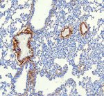 OIF Antibody by IHC in Rat Lung. Immunohistochemistry of paraffin-embedded rat lung sections using OIF Antibody. Strong OGN/OIF staining is concentrated in connective tissue surrounding pulmonary vascular and airway-associated structures, with weaker labeling of some airway epithelium and comparatively limited staining throughout the alveolar parenchyma. The Osteoinductive Factor Polyclonal Antibody demonstrates a predominantly extracellular and pericellular staining pattern consistent with the extracellular matrix association of osteoglycin.