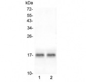 ANF Antibody Mouse Heart WB. Western blot analysis of two independent lots of mouse heart tissue lysate using ANF antibody demonstrates consistent detection of a distinct immunoreactive band at approximately 17 kDa, corresponding to Atrial Natriuretic Factor (ANF/ANP). ANF is a cardiac-derived peptide hormone encoded by the NPPA gene and functions as a key regulator of cardiovascular homeostasis, fluid balance, and endocrine signaling. The comparable band intensity and migration observed between lysate lots support reproducible detection of ANF in cardiac tissue. Western blot was performed using 0.5 ug/ml primary antibody. Predicted molecular weight: ~17 kDa.