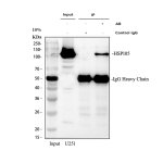 HSP105 Antibody Human U251 Glioblastoma Cell Immunoprecipitation. Immunoprecipitation of HSP105 was performed from human U251 glioblastoma whole cell lysate using HSP105 Antibody, also called Heat Shock Protein 105 Antibody. Lane 1: 30 ug of U251 input lysate; Lane 2: material immunoprecipitated with rabbit control IgG; Lane 3: material immunoprecipitated with 2 ug of HSP105 Antibody from 500 ug of U251 lysate. Western blot detection was performed with HSP105 Antibody at 0.5 ug/ml followed by HRP-conjugated secondary antibody and ECL detection. HSP105/HSPH1 is detected at approximately 105 kDa, near the expected molecular weight of approximately 97 kDa, demonstrating successful immunoprecipitation of Heat Shock Protein 105 from human U251 cells.