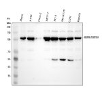 HSP105 Antibody Human Cancer and Stress-Responsive Cell WB. Western blot analysis was performed with HSP105 Antibody, also called Heat Shock Protein 105 Antibody, using human 1) HaCaT, 2) A549, 3) Caco-2, 4) MCF-7, 5) PC-3, 6) SH-SY5Y, 7) U251 and 8) HepG2 whole cell lysates. Samples were loaded at 30 ug per lane, and the antibody was used at 0.5 ug/ml overnight at 4oC. A prominent HSP105/HSPH1 band is detected at approximately 105 kDa across the tested cell lines, near the expected molecular weight of approximately 97 kDa. This HSP105 Antibody demonstrates detection of Heat Shock Protein 105 across diverse human cell lines.
