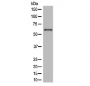 NOX4 Antibody Human JAR Cell WB. Western blot analysis was performed on human JAR cell lysate using NOX4 Antibody at 0.5 ug/ml. A specific immunoreactive band is detected at approximately 65 kDa, consistent with the expected molecular weight of NOX4, which may also be observed at approximately 75â80 kDa depending on post-translational modification and glycosylation status. The blot demonstrates specific detection with minimal background, supporting reliable recognition of endogenous NOX4 in human cells. These results demonstrate that this Hydrogen Peroxide Producing Enzyme Antibody is suitable for Western blot detection of NOX4 in human JAR cell lysates.