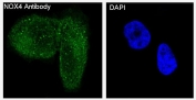 NOX4 Antibody HeLa Cell IF. Immunofluorescence was performed on human HeLa cells using NOX4 Antibody (green) with DAPI as a nuclear counterstain (blue). Distinct cytoplasmic staining with a punctate intracellular distribution is observed, while nuclei remain DAPI-positive and largely negative for NOX4 immunoreactivity. The staining pattern is consistent with the intracellular localization of NOX4 within membrane-associated organelles involved in reactive oxygen species generation. These results demonstrate that this Hydrogen Peroxide Producing Enzyme Antibody is suitable for immunofluorescent detection of endogenous NOX4 in human HeLa cells.