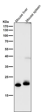 FGF21 Antibody Mouse Liver and Spleen WB. Western blot analysis of mouse liver and mouse spleen tissue lysates using FGF21 Antibody clone AG-6 demonstrates prominent bands at approximately 19-21 kDa, consistent with the expected molecular weight range of Fibroblast growth factor 21 / FGF21, a secreted endocrine metabolic hormone involved in glucose regulation, lipid metabolism, and adaptive energy homeostasis. A weaker higher molecular weight band is also observed in mouse spleen lysate, which may reflect higher-order or post-translationally modified FGF21-associated species. All lanes were tested using FGF21 Antibody clone AG-6 at 1:1000 dilution for 1 hour at room temperature.