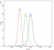 Flow cytometry testing of mouse ANA-1 cells with ARSA antibody at 1ug/10^6 cells (blocked with goat sera); Red=cells alone, Green=isotype control, Blue= ARSA antibody.