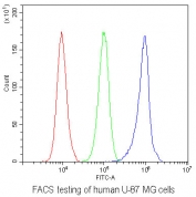 AHR Antibody U-87 MG Cells FACS. Flow cytometric analysis of human U-87 MG cells was performed using an AHR antibody at 1 ug per 10^6 cells following blocking with goat sera. AHR, also known as Aryl Hydrocarbon Receptor and an Environmental Sensor Protein, is a ligand activated transcription factor that integrates signals from xenobiotics, endogenous metabolites, and inflammatory mediators to regulate gene expression. Red histogram: cells alone. Green histogram: isotype control. Blue histogram: AHR antibody. The pronounced rightward shift of the AHR antibody signal relative to both controls demonstrates specific detection of endogenous AHR expression in U-87 MG cells. These results support the utility of AHR Antibody for studies of environmental sensing, signal transduction, neuro-oncology, and transcriptional regulation.