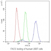 AHR Antibody U937 Cells FACS. Flow cytometric analysis of human U937 cells was performed using an AHR antibody at 1 ug per 10^6 cells following blocking with goat sera. AHR, also known as Aryl Hydrocarbon Receptor and an Environmental Sensor Protein, is a ligand activated transcription factor that regulates xenobiotic metabolism, inflammatory signaling, and immune cell differentiation. Red histogram: cells alone. Green histogram: isotype control. Blue histogram: AHR antibody. The substantial rightward shift of the AHR antibody signal relative to both controls demonstrates specific detection of endogenous AHR expression in U937 monocytic cells. These findings are consistent with the established role of AHR in myeloid cell function and immune homeostasis. These results support the utility of AHR Antibody for studies of immunology, environmental sensing, and signal transduction pathways.