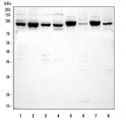 Western blot testing of 1) human HeLa, 2) human PC-3, 3) human 293T, 4) human Raji, 5) rat brain, 6) rat RH35, 7) mouse brain and 8) mouse NIH 3T3 cell lysate with CUL2 antibody. Predicted molecular weight: ~87 kDa.