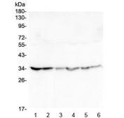 Western blot testing of human 1) HeLa, 2) placenta, 3) U-2 OS, 4) Caco-2, 5) SW620 and 6) A549 lysate with GOLPH3 antibody at 0.5ug/ml. Predicted molecular weight ~34 kDa.