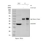 GOLPH3 Antibody Immunoprecipitation from Human HeLa Cells IP. Immunoprecipitation of GOLPH3 from human HeLa whole cell lysate was performed using GOLPH3 Antibody / Golgi Phosphoprotein 3 Antibody. Lane 1 contains 30 ug of HeLa whole cell lysate, lane 2 is the rabbit IgG control and lane 3 contains GOLPH3 immunoprecipitated from 500 ug of HeLa lysate using 2 ug of antibody. Western blot detection was performed with the antibody at 0.5 ug/ml followed by goat anti-rabbit IgG-HRP and ECL detection. A specific GOLPH3 band is detected at approximately 36 kDa, close to its expected molecular weight of approximately 34 kDa. This GOLPH3 Antibody demonstrates immunoprecipitation of Golgi Phosphoprotein 3 from human HeLa cells.