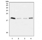 Western blot testing of 1) human placenta, 2) rat spleen, 3) mouse spleen, 4) mouse thymus tissue lysate with IFNG antibody at 0.5ug/ml. Expected molecular weight: 19-24 kDa depending on glycosylation level.