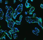 Immunofluorescent staining of FFPE human placental tissue with LMAN1 antibody (green) and DAPI nuclear stain (blue). HIER: steam section in pH8 EDTA buffer for 20 min.