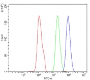 RAD51 Antibody SiHa Cells FACS. Flow cytometric analysis of human SiHa cells was performed using a RAD51 antibody at 1 ug per million cells following blocking with goat sera. RAD51, also known as RAD51 Recombinase, is a key DNA repair protein that mediates homologous recombination and preserves genomic stability following DNA damage. Red histogram: cells alone. Green histogram: isotype control. Blue histogram: RAD51 antibody. The pronounced rightward shift of the RAD51 antibody signal relative to the controls demonstrates specific intracellular detection of endogenous RAD51 in SiHa cells. These results support the utility of RAD51 Antibody for studies of DNA damage responses, homologous recombination, and genome maintenance in human cancer cells.