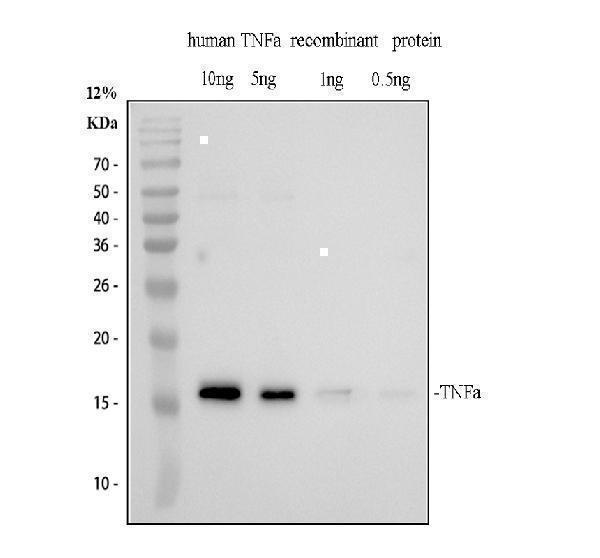 TNF Alpha Antibody Recombinant Protein WB. Western blot testing of recombinant human TNF alpha protein with TNF alpha antibody at 0.5 ug/ml. Lane 1: 10 ng. Lane 2: 5 ng. Lane 3: 1 ng. Lane 4: 0.5 ng. A specific immunoreactive band is detected at approximately 17 kDa across the recombinant protein dilution series, demonstrating sensitive detection of TNF alpha at decreasing protein concentrations. The results confirm specific recognition of this pro-inflammatory cytokine, a central regulator of immune responses, inflammatory signaling, and cytokine-mediated host defense.