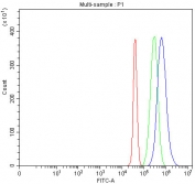 Flow cytometry testing of fixed and permeabilized human Jurkat cells with TRAC antibody at 1ug/10^6 cells (blocked with goat sera); Red=cells alone, Green=isotype control, Blue= TRAC antibody.