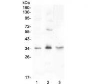 Western blot testing of 1) rat testis, 2) rat PC-12 and 3) mouse testis lysate with FGF23 antibody at 0.5ug/ml. Predicted molecular weight: 28-32 kDa.