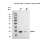 CCL16 Antibody Recombinant Protein WB. Western blot analysis detected recombinant human CCL16 protein loaded at two concentrations. Lanes: (1) 10 ng recombinant human CCL16 and (2) 5 ng recombinant human CCL16. A distinct band was observed at approximately 14 kDa in both lanes, demonstrating sensitive and specific detection of recombinant CCL16 protein. This CCL16 Antibody, also called LEC Antibody, is suitable for studies of chemokine signaling, immune cell recruitment, inflammatory responses, and cytokine biology.