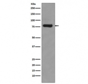 AR-V7 Antibody Rabbit Monoclonal (clone DHH-1) detects androgen receptor variant 7 protein in western blot analysis of human 22Rv1 cell lysate. A prominent band is observed at approximately 80 kDa, consistent with the commonly reported migration of AR-V7 on SDS-PAGE despite a predicted molecular weight of approximately 68 kDa. The higher apparent molecular weight reflects the intrinsically disordered N-terminal transactivation domain and post-translational influences that frequently cause AR splice variants to migrate more slowly during electrophoresis.