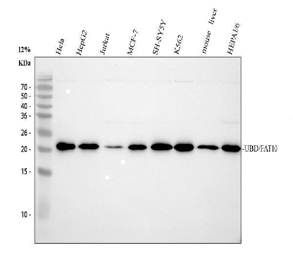 Ubiquitin D Antibody Human and Mouse WB. Western blot analysis of Ubiquitin D expression was performed using anti-Ubiquitin D antibody in human and mouse cell and tissue lysates. Lane 1: HeLa. Lane 2: HepG2. Lane 3: Jurkat. Lane 4: MCF-7. Lane 5: SH-SY5Y. Lane 6: K562. Lane 7: mouse liver. Lane 8: mouse HEPA1/6. Ubiquitin D, also known as FAT10 (UBD), is a ubiquitin-like modifier that targets substrate proteins for proteasomal degradation and participates in immune regulation, inflammatory signaling, and cellular stress responses. A specific immunoreactive band is detected at approximately 23 kDa across all samples, consistent with the commonly observed migration of Ubiquitin D by western blot despite its predicted molecular weight of approximately 18 kDa. The broad expression profile demonstrates cross-species detection and supports the utility of Ubiquitin D Antibody for studies of ubiquitin-like protein conjugation, proteasomal degradation, immune signaling, and cancer biology.