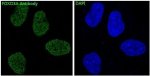 Forkhead Box O3 Antibody HeLa Cell IF. FOXO3A Antibody was used for immunofluorescent analysis of human HeLa cells. The antibody produced strong nuclear fluorescence (green), consistent with the localization of FOXO3A as a forkhead transcription factor that regulates genes involved in apoptosis, oxidative stress responses, and cell cycle control. Nuclei are counterstained with DAPI (blue). This Forkhead Box O3 Antibody / FOXO3A Antibody is well suited for investigating FOXO3A localization, transcription factor activity, PI3K/AKT signaling, and cellular stress response pathways.