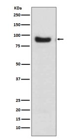 FOXO3A Antibody Human Breast Cancer Cell WB. Western blot analysis was performed using FOXO3A Antibody on human MCF-7 cell lysate. A distinct immunoreactive band is detected at approximately 80â90 kDa, consistent with the expected migration of FOXO3A, which commonly migrates above its predicted molecular weight due to post-translational modifications. The strong, specific signal demonstrates robust detection of endogenous FOXO3A in this breast cancer cell line. This FOXO3A Antibody / Forkhead Transcription Factor Antibody is well suited for Western blot studies of FOXO3A expression, transcriptional regulation, PI3K/AKT signaling, apoptosis, and cellular stress responses.