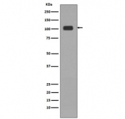 KDM1A / LSD1 Antibody HeLa WB. Western blot analysis of human HeLa cell lysate using KDM1A / LSD1 Antibody / Histone Demethylase. A prominent band is detected at approximately 110 kDa, consistent with the predicted molecular weight of Lysine-specific demethylase 1 / KDM1A, a chromatin-associated histone demethylase involved in epigenetic transcriptional regulation and chromatin remodeling pathways.