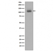 Western blot testing of human Jurkat cells treated with Pervanadate using phospho-JAK2 antibody. Predicted molecular weight ~130 kDa.