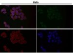 ATG7 Antibody HeLa Cell IF. Immunofluorescence analysis was performed on human HeLa cells using ATG7 Antibody at a 1:50 dilution. Bound antibody was detected with a green fluorescent secondary antibody, while F-actin was counterstained in red and nuclei were counterstained in blue. The merged image demonstrates diffuse cytoplasmic ATG7 staining with minimal nuclear signal, consistent with the expected intracellular localization of ATG7. These results demonstrate that this Knockout Validated Antibody is suitable for immunofluorescent detection of ATG7 in cultured human cells.