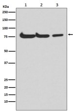 ATG7 Antibody Human, Mouse and Rat WB. Western blot analysis was performed using ATG7 Antibody. Lane 1: human HepG2 cell lysate; lane 2: mouse spleen lysate; lane 3: rat kidney lysate. A specific immunoreactive band is detected at approximately 78 kDa in all three samples, consistent with the expected molecular weight of ATG7. Comparable expression is observed in human, mouse, and rat lysates with minimal background staining. These results demonstrate that this Knockout Validated Antibody is suitable for Western blot detection of ATG7 across multiple species.