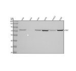 ATG7 Antibody Human Cell Line WB. Western blot analysis was performed using ATG7 Antibody. Lane 1: human HeLa whole cell lysate; lane 2: human HeLa whole cell lysate; lane 3: human HeLa whole cell lysate; lane 4: human SiHa whole cell lysate; lane 5: human HepG2 whole cell lysate; lane 6: human K562 whole cell lysate. Proteins were separated on a 5-20% SDS-PAGE gel, transferred to a nitrocellulose membrane, and the blot was incubated with the primary antibody overnight at 4Â°C. Bound antibody was detected using an HRP-conjugated goat anti-rabbit IgG secondary antibody and enhanced chemiluminescence. A specific immunoreactive band is detected at approximately 78 kDa in all tested cell lines, consistent with the expected molecular weight of ATG7. These results demonstrate that this Knockout Validated Antibody is suitable for Western blot detection of ATG7 in human cell lysates.