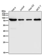ATG7 Antibody Human Cell Line WB. Western blot analysis was performed using ATG7 Antibody on human HeLa, Jurkat, HepG2, and MCF-7 cell lysates. A prominent immunoreactive band is detected at approximately 78 kDa in all tested cell lines, consistent with the expected molecular weight of ATG7. Band intensity varies modestly between cell types, reflecting differences in endogenous ATG7 expression. These results demonstrate that this antibody is suitable for Western blot detection of ATG7 in multiple human cell lines.
