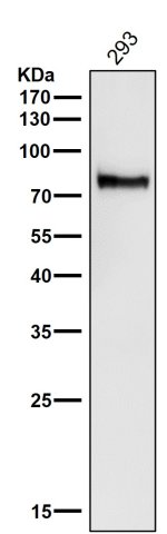 ATG7 Antibody HEK293 Cell WB. Western blot analysis was performed using ATG7 Antibody on human HEK293 cell lysate. A strong immunoreactive band is detected at approximately 78 kDa, consistent with the expected molecular weight of ATG7. The blot exhibits a clean signal with minimal background, supporting specific detection of endogenous ATG7 in HEK293 cells. These results demonstrate that this antibody is suitable for Western blot detection of ATG7 in human cell lysates.