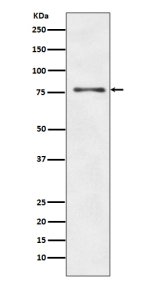 ATG7 Antibody HepG2 Cell WB. Western blot analysis was performed using ATG7 Antibody on human HepG2 cell lysate. A distinct immunoreactive band is detected at approximately 78 kDa, consistent with the expected molecular weight of ATG7. The blot exhibits a clean signal with minimal background, supporting specific detection of endogenous ATG7 in HepG2 cells. These results demonstrate that this antibody is suitable for Western blot detection of ATG7 in human cell lysates.