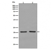 Western blot testing of 1) human 293T and 2) rat C6 cell lysate with KRAS/HRAS/NRAS antibody. Predicted molecular weight ~21 kDa.