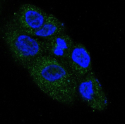 NGF Antibody SH-SY5Y IF. Immunofluorescence analysis of human SH-SY5Y neuroblastoma cells using recombinant rabbit monoclonal clone BDE-14. NGF / Nerve growth factor staining (green) shows punctate cytoplasmic and perinuclear localization consistent with intracellular neurotrophin processing and secretory vesicle distribution, while nuclei are counterstained with DAPI (blue). The staining pattern aligns with the neuronal-associated biology of SH-SY5Y cells commonly used in neurodevelopment and neurodegeneration research.