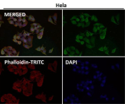 NGF Antibody HeLa IF. Immunofluorescence analysis of human HeLa cells using recombinant rabbit monoclonal clone BDE-14 at 1:50 dilution. NGF / Nerve growth factor staining (green) demonstrates diffuse and punctate cytoplasmic localization consistent with intracellular neurotrophin-associated signaling and secretory pathway distribution. Phalloidin-TRITC actin cytoskeleton stain is shown in red and DAPI nuclear counterstain is shown in blue. Merged imaging highlights NGF expression patterns in cultured cervical carcinoma cells.