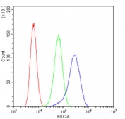 L-Plastin Antibody Human U-2 OS FACS. Flow cytometric analysis of LCP1 expression was performed using L-Plastin antibody in human U-2 OS cells. L-plastin, also known as Lymphocyte Cytosolic Protein 1 (LCP1), is a calcium-regulated actin-bundling protein involved in cytoskeletal remodeling, cell adhesion, and migration. Cells were blocked with goat sera and stained with L-Plastin antibody at 1 ug/million cells. Red = cells alone, Green = isotype control, Blue = L-Plastin antibody. A marked rightward shift of the L-Plastin antibody histogram relative to the isotype control demonstrates specific detection of LCP1 expression in U-2 OS cells. These results support the utility of L-Plastin Antibody for studies of cytoskeletal dynamics, immune cell markers, and cancer cell migration.