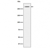 Thyroglobulin Antibody for WB. Western blot analysis using Thyroglobulin Antibody for WB (clone AFEC-20) in mouse thyroid lysate. Lane 1: mouse thyroid lysate. A band is detected at approximately 300 kDa, consistent with the predicted molecular weight of Thyroglobulin (TG), a large glycosylated thyroid hormone precursor protein abundantly produced by thyroid follicular epithelial cells.