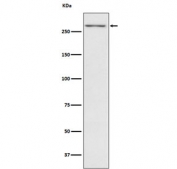 TG Antibody for WB. Western blot analysis using TG Antibody for WB (clone AFEI-20) in human thyroid tissue lysate. Lane 1: human thyroid lysate. A band is detected at approximately 300 kDa, consistent with the predicted molecular weight of Thyroglobulin (TG), a large glycosylated thyroid hormone precursor protein produced by thyroid follicular epithelial cells.