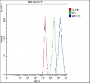 Flow cytometry testing of fixed and permeabilized human U937 cells with ARPC1B antibody at 1ug/million cells (blocked with goat sera); Red=cells alone, Green=isotype control, Blue= ARPC1B antibody.